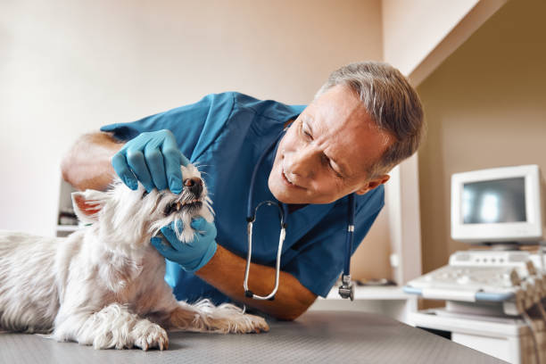 Best Emergency Denture Repair in Lugoff, SC